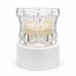 Maqueta Dental Transparente de Tratamientos con Implantes, Coronas e Incrustaciones