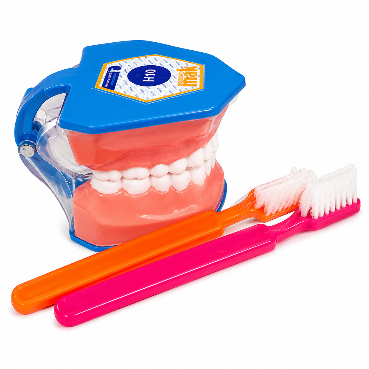 Tipodonto de Demostración Higiénica: Dentadura a Gran Escala con Cepillos Tipodonto de Demostración Higiénica: Dentadura a Gran Escala con Cepillos
